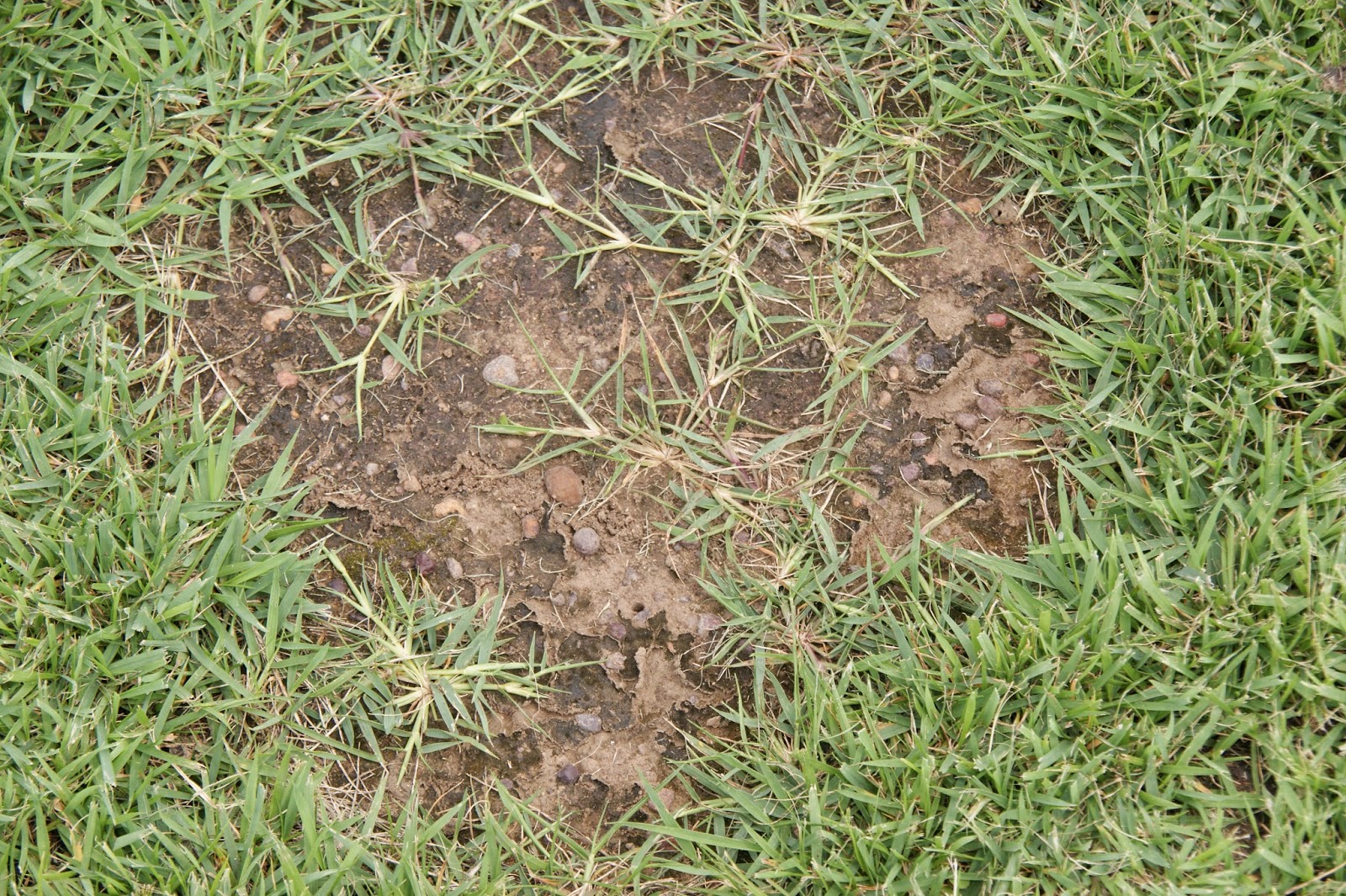 AboveCapricorn Zenith Zoysia Seed to Develop A New Oval in the Tropics