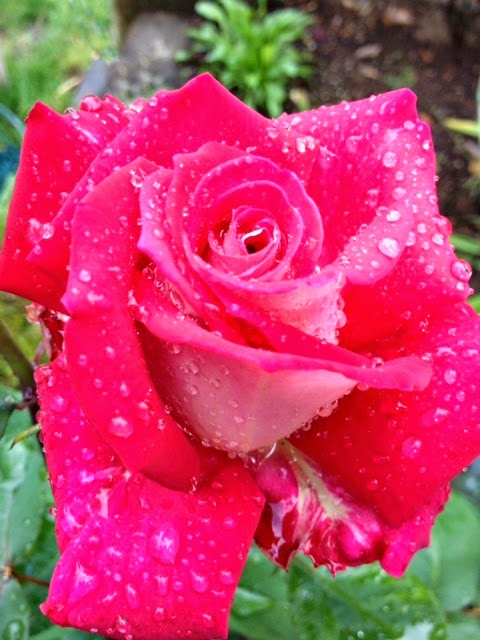 Wordless Wednesday - After The Rain