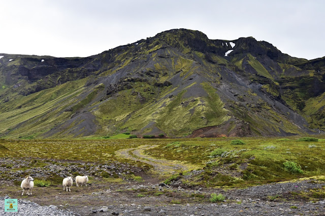 Ovejas en Islandia
