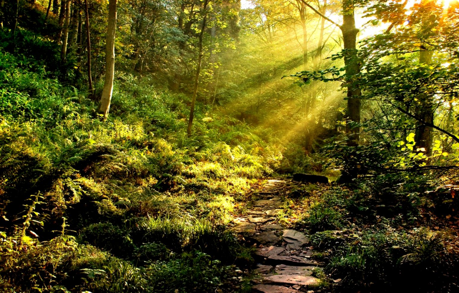 Forest Wallpaper HD Wallpaper Backgrond 862 Nature