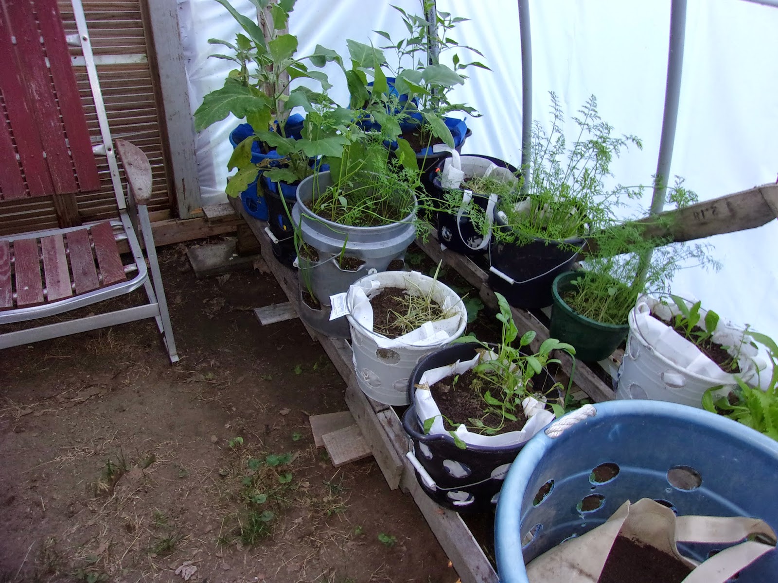 Knitting Fool Jeff's Greenhouse