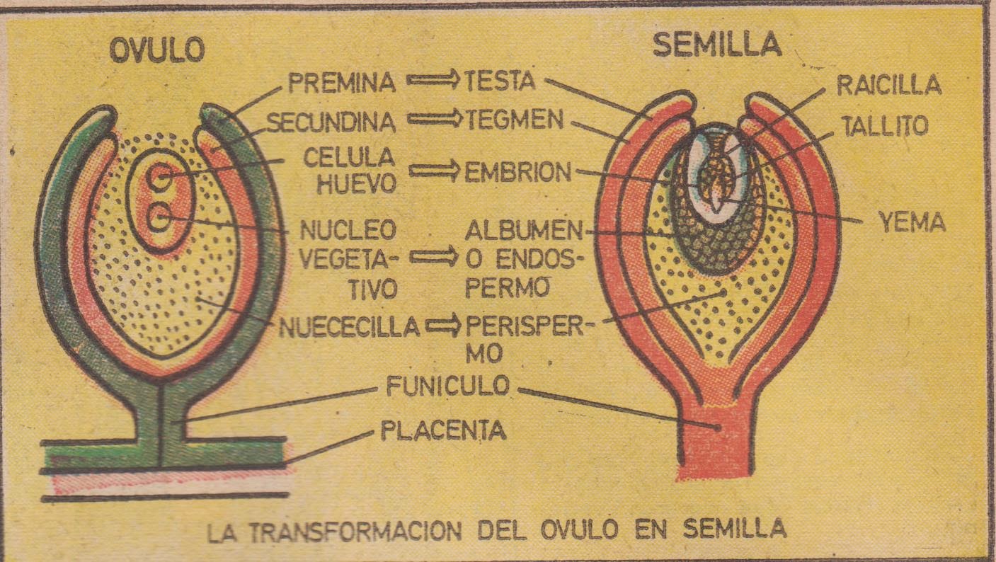 La semilla La semilla