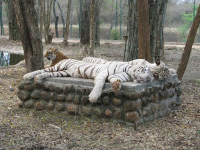 wildlife in rajasthan india