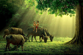 indo3