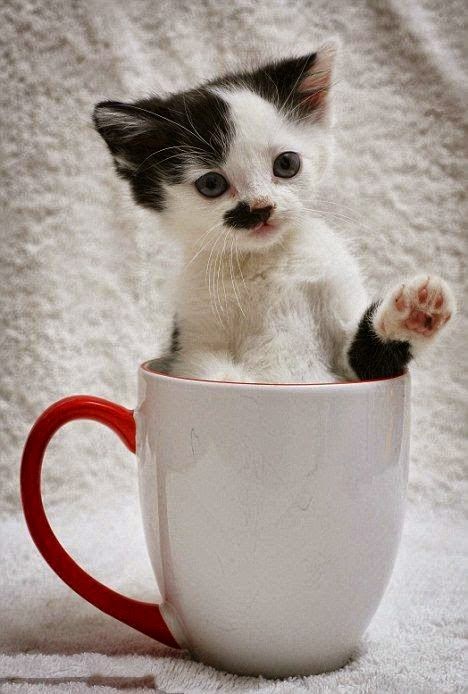 Cute Puppies and Kittens: Top 5 Most Adorable Teacup Cats