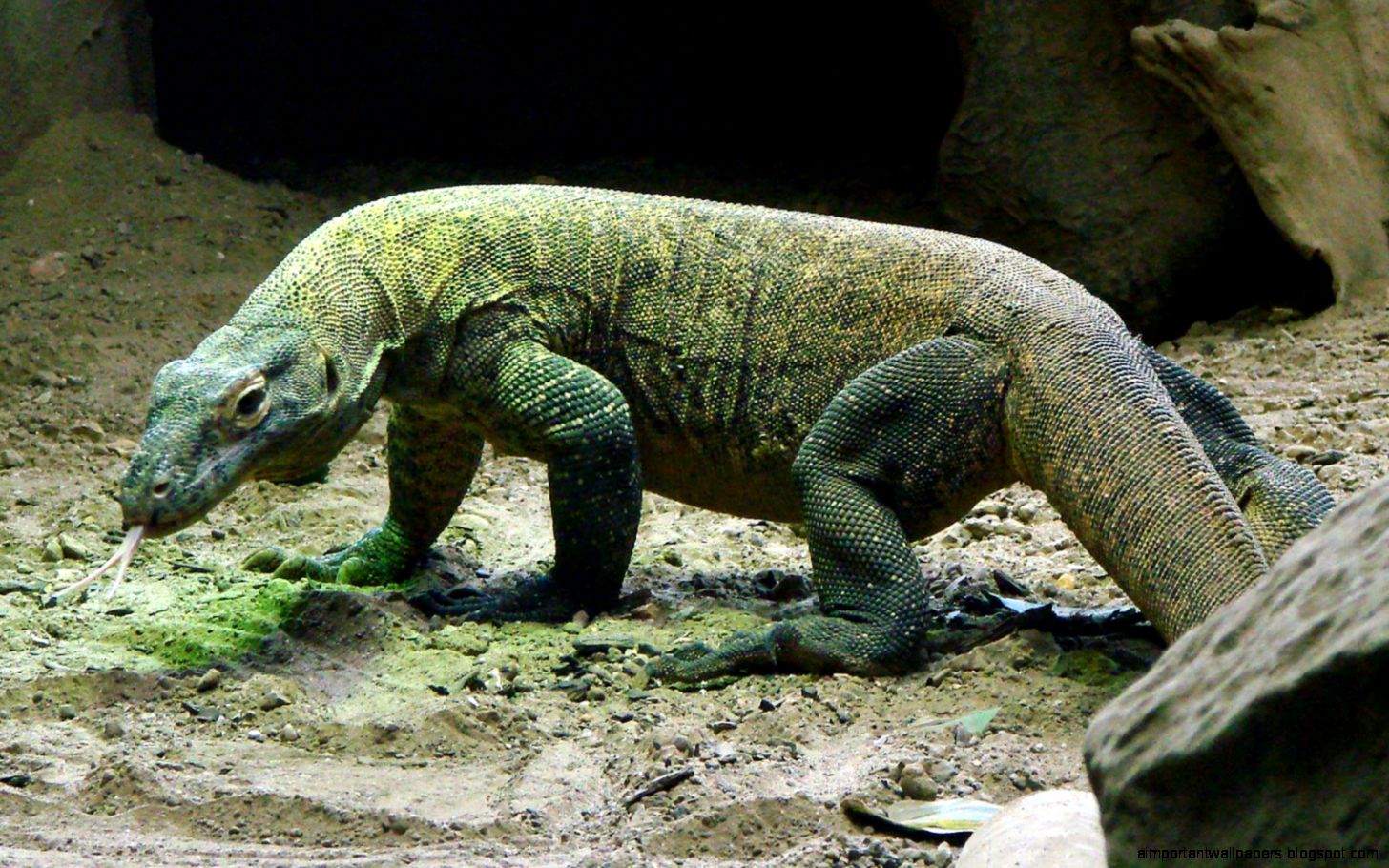Free Komodo Dragon Wallpaper download   Animals Town