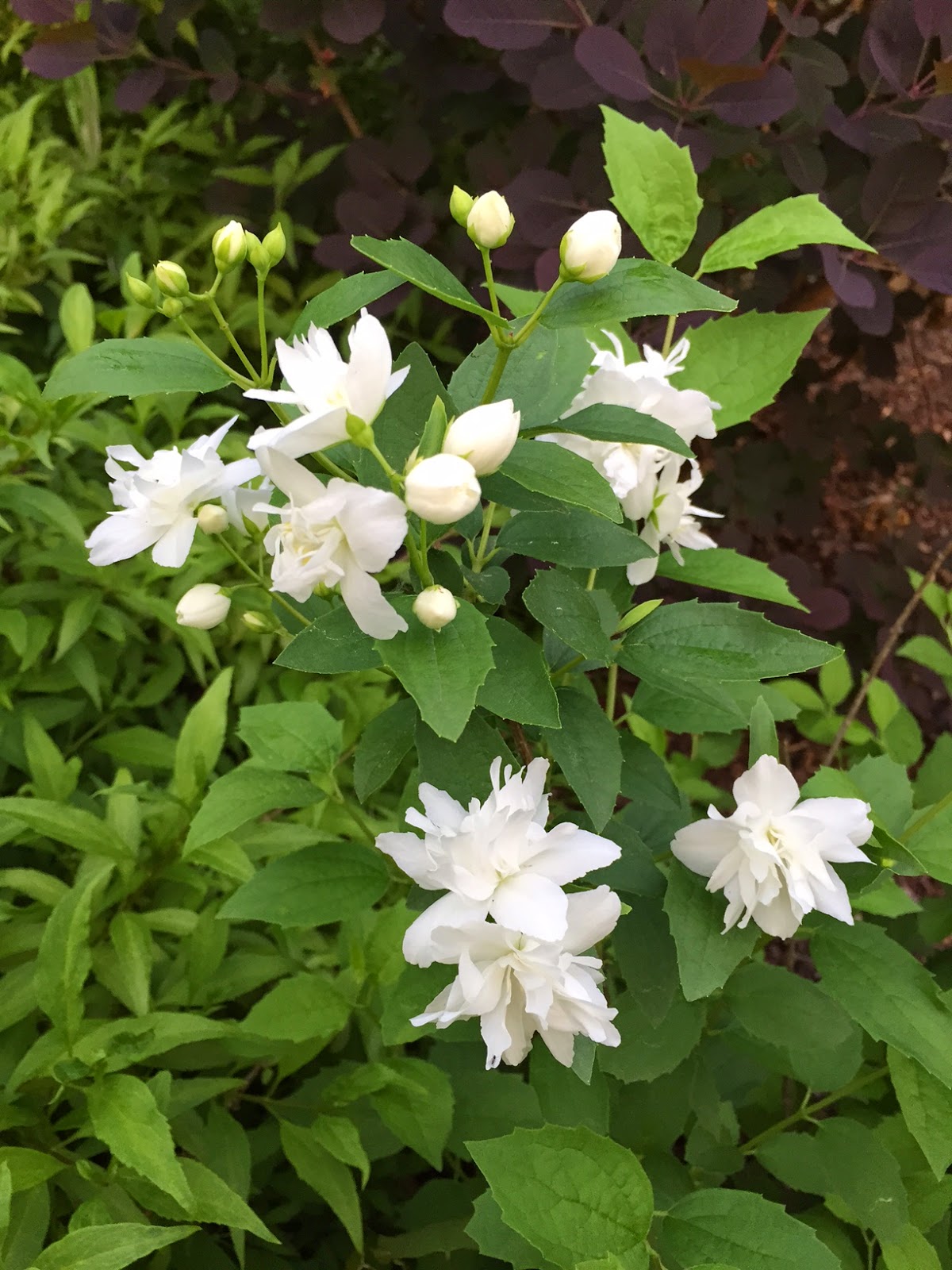 Double Flowering Mock Orange Defies the Odds in My Garden