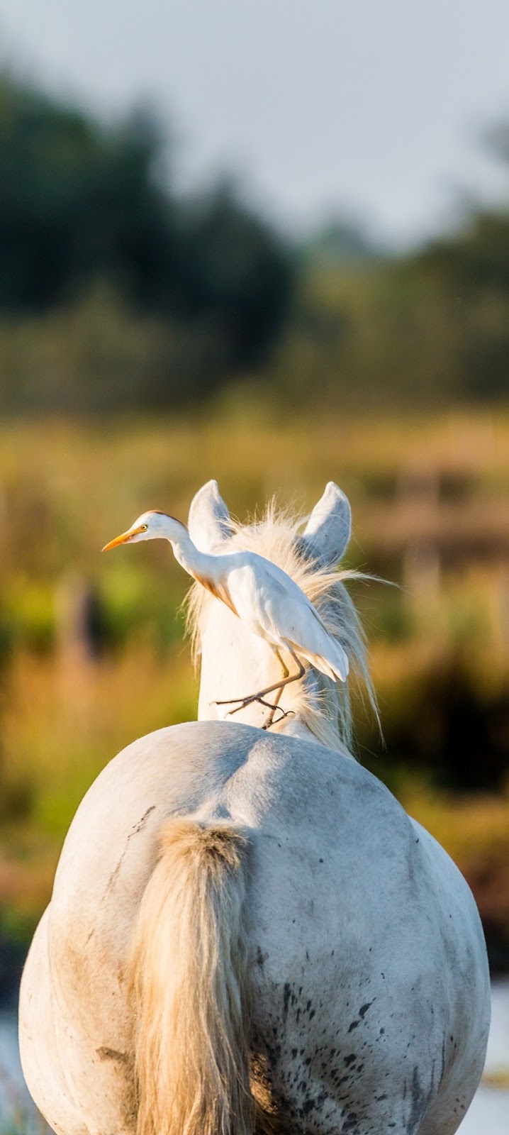 Cattle egret upgrades to a horse ride.