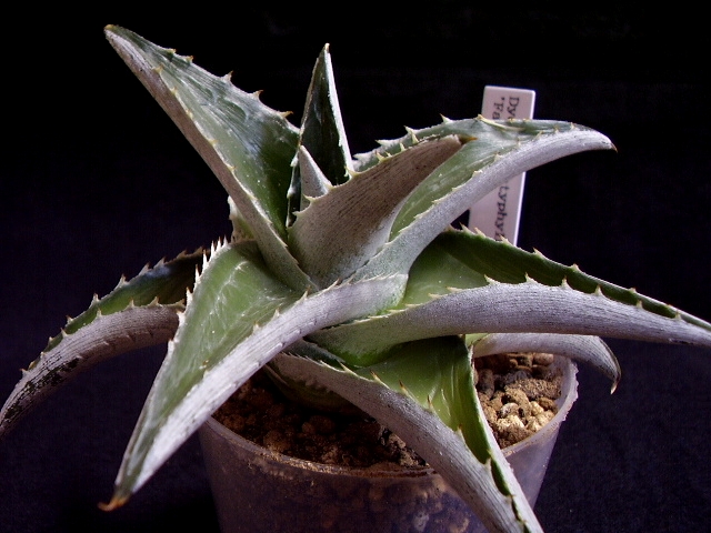 メロキシカム プラティ ドナドゥッツィ リーフレット