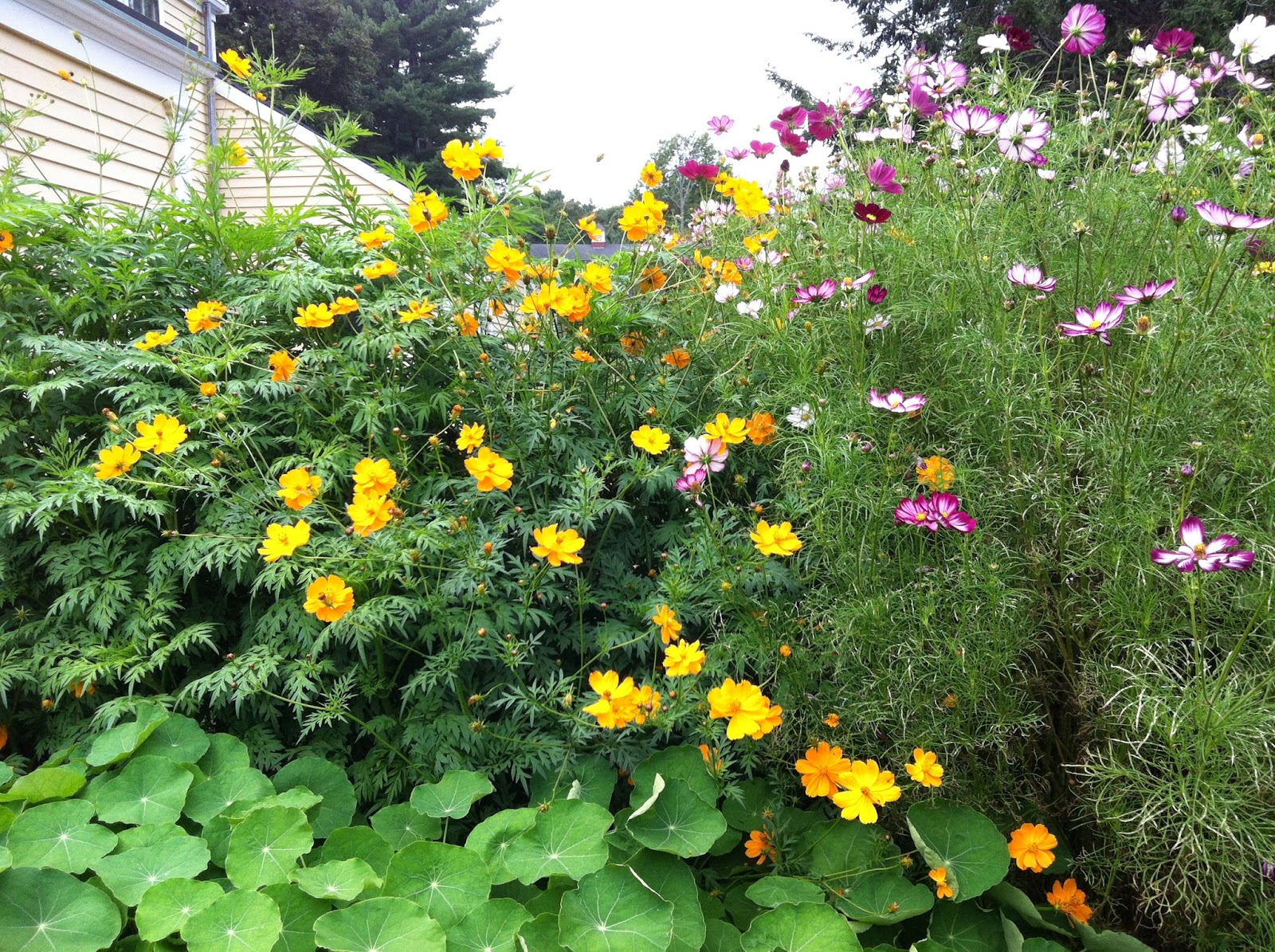 Randi Art Cosmos, Nasturtiums, and Marigolds (Long Hill Gardens)