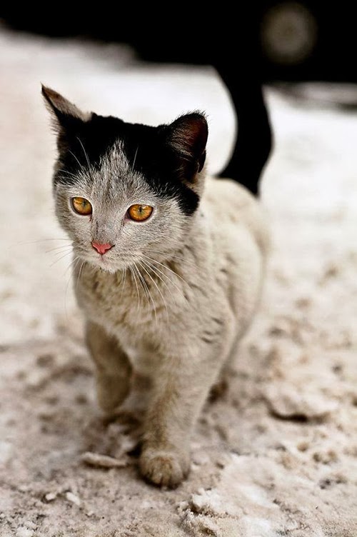 HappyBlueMondays Kedi İdi Adı