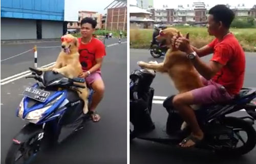 Video Anjing Mengendarai Motor Matic Di Jalan Raya Manado