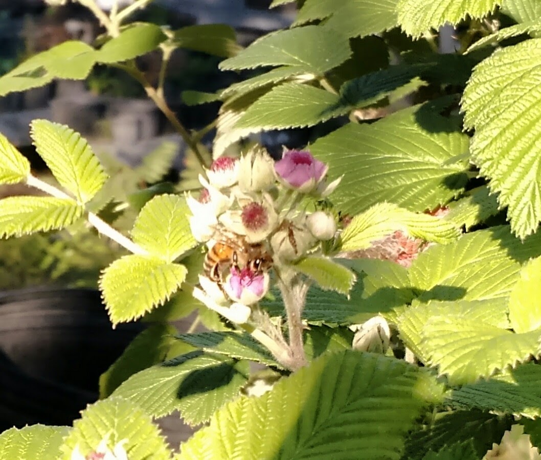 Simply Living Who says you can't grow raspberries in Florida!