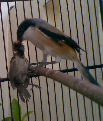 Cara Mengatasi Burung Cendet Mbagong Atau Miyiki Dan Mbayeki  TEAM KICAU