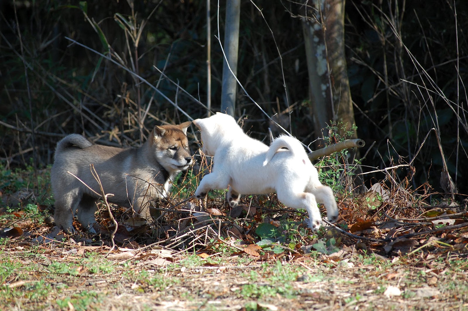japanese-dog-names-japanese-names-that-start-with-q