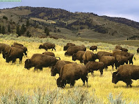 Fuente: http://www.duiops.net/seresvivos/galeria/bufalos/Bison,%20Yellowstone%20National%20Park,%20Wyoming.jpg