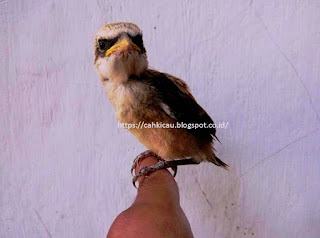 39++ Burung cendet betina apa bisa berkicau terupdate