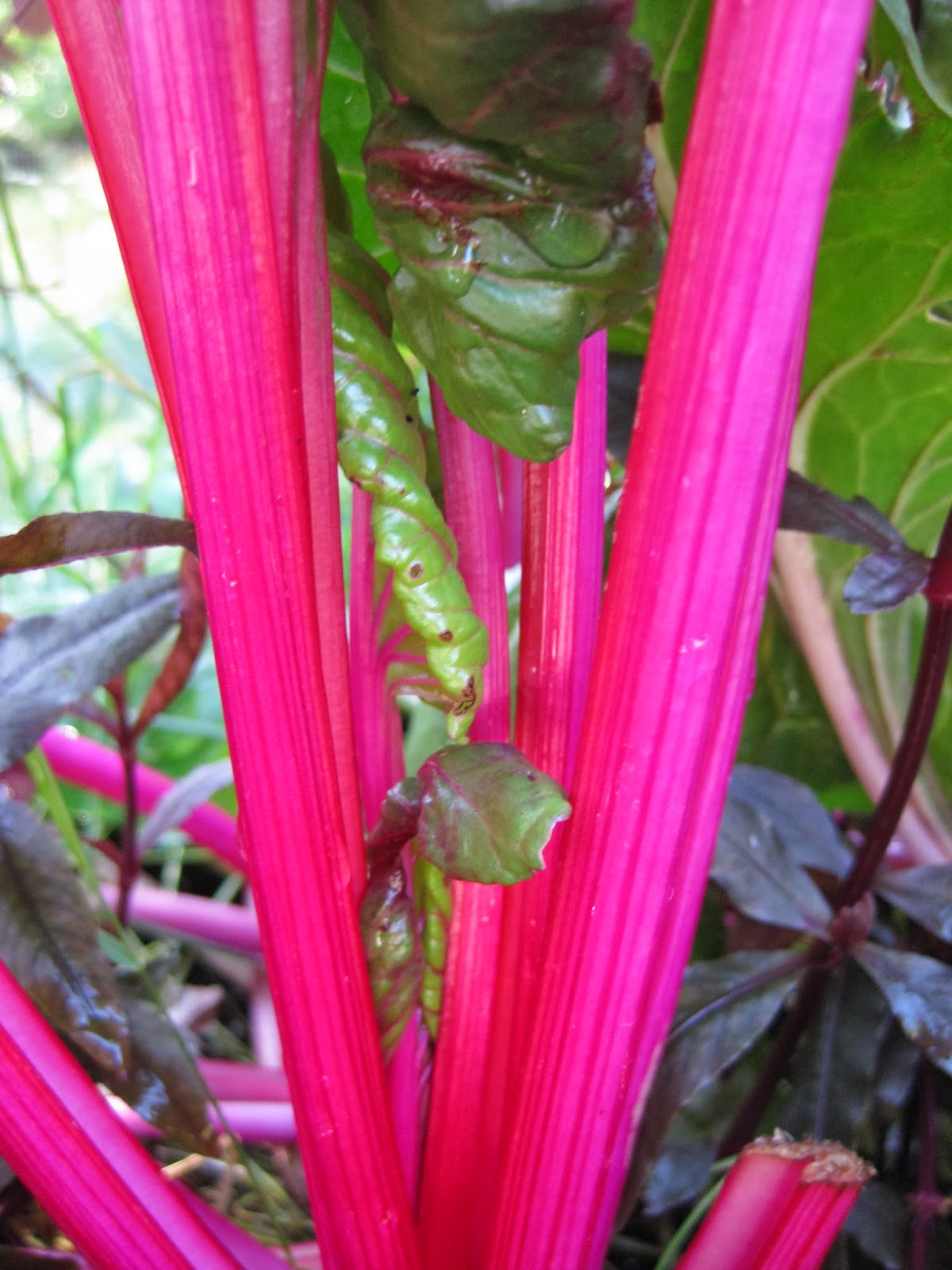 Rotary Botanical Gardens Hort Blog Swiss Chard The Original