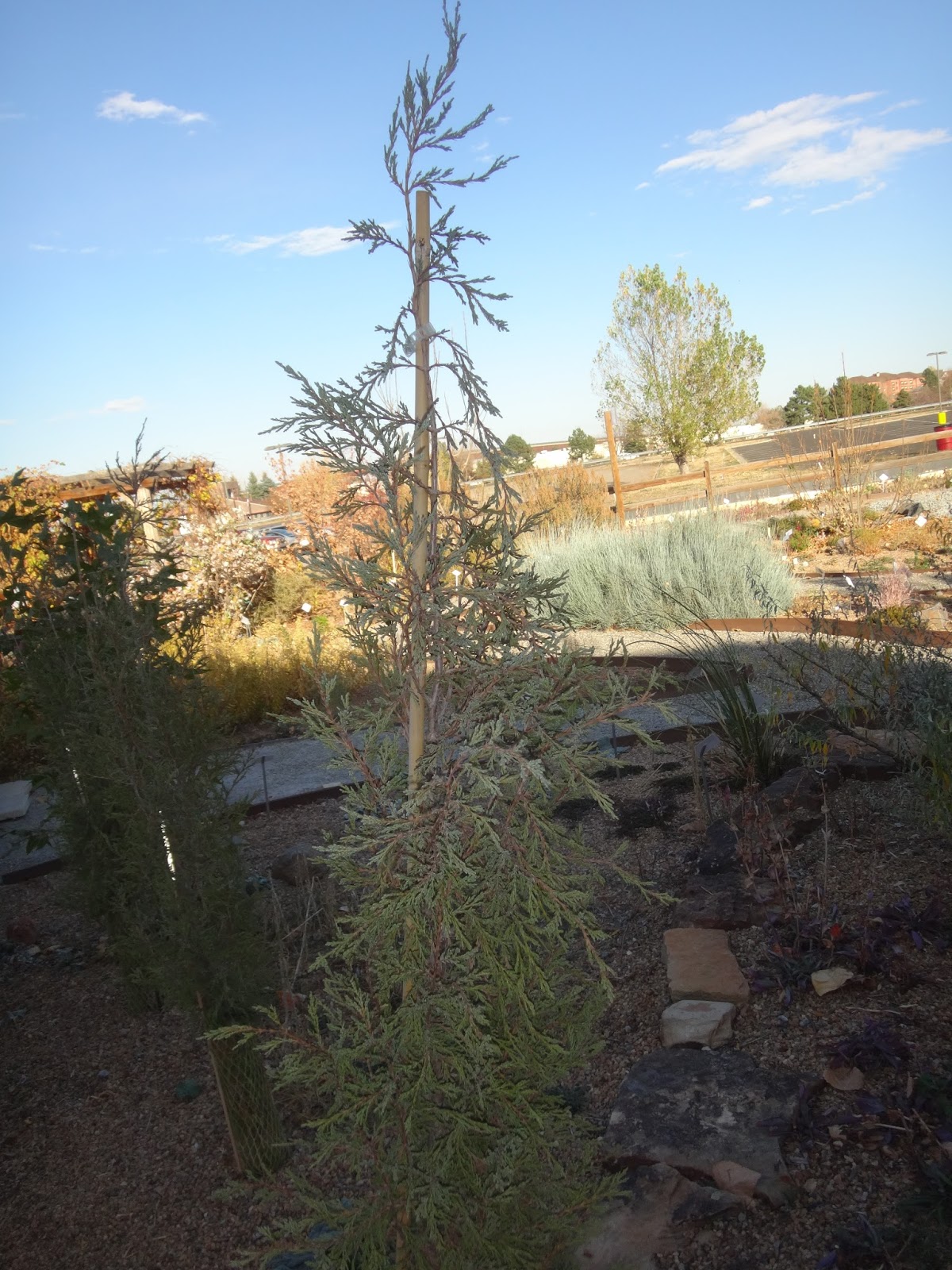 COHorts Keep ‘Em on the Up and Up Protecting Upright Evergreens from