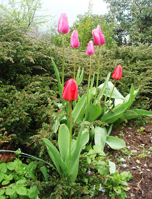 Tulipanes en el jardín