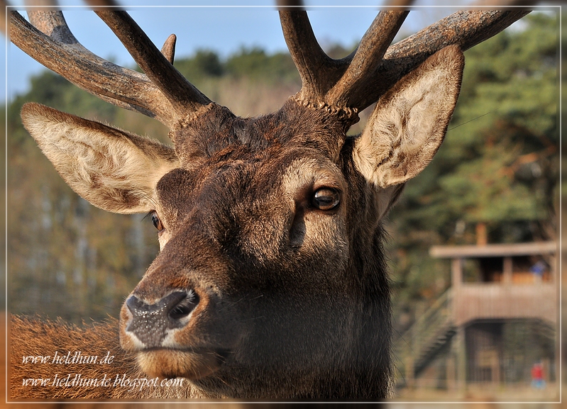 Heldhunde! Spontaner WildparkBesuch
