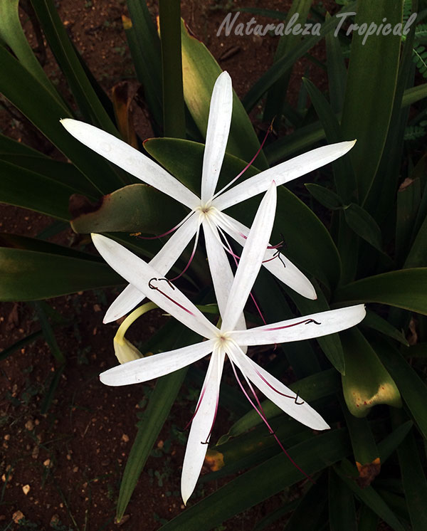 Par de flores blancas de una especie del género Crinum