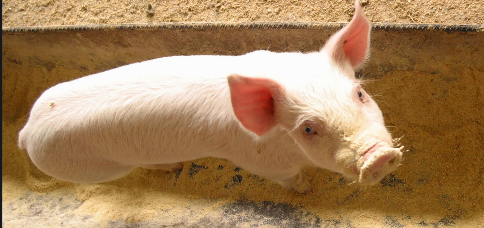 romania-and-missions-alternative-gift-ideas