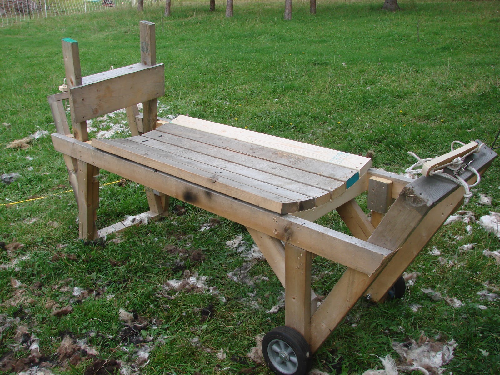 Kilpelän Luomutila ja Sen Ympäristö My SelfLoading Sheep Shearing Table