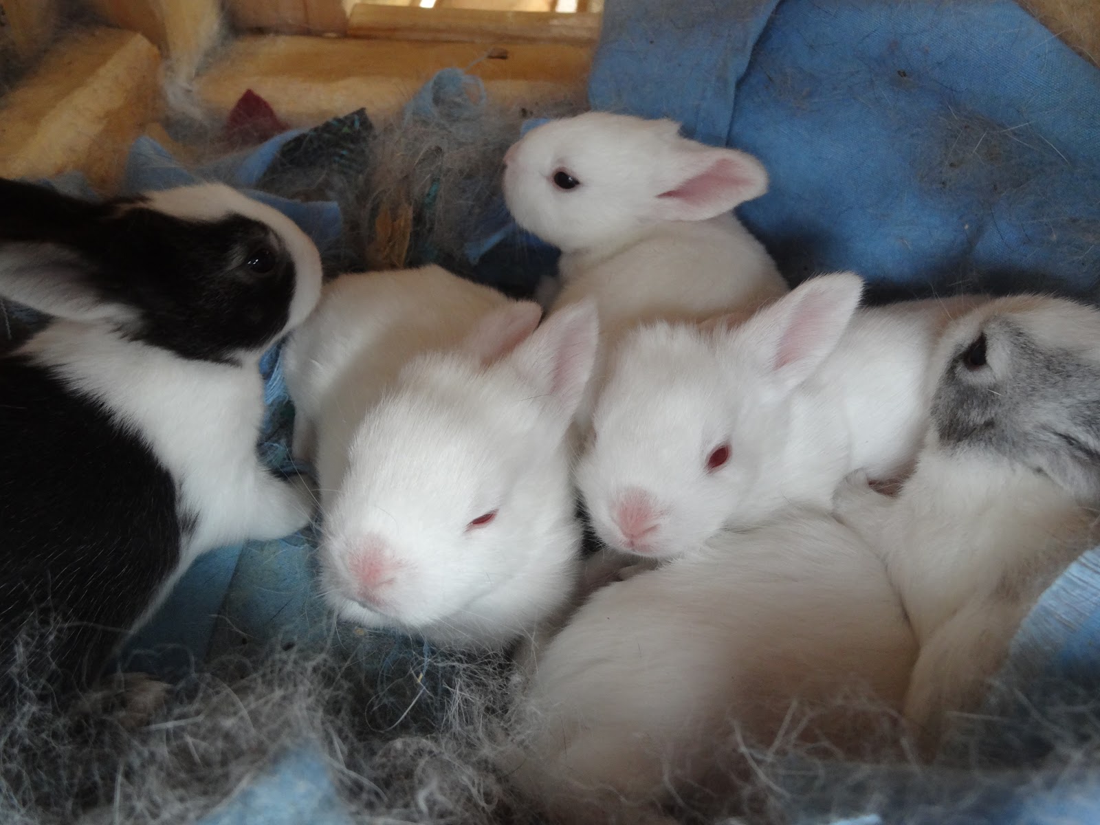 Word and Seed in Uganda Rabbits