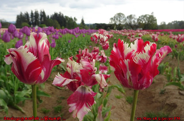 Tulip festival Oregon