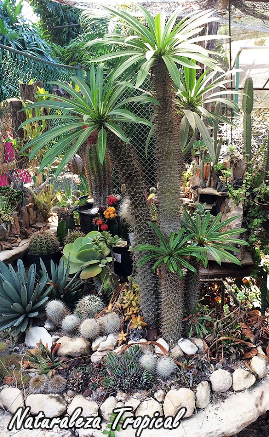 Desierto hermoso para la decoración en nuestro jardín