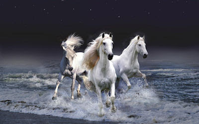 Caballos blancos saliendo del mar - White horses in the sea