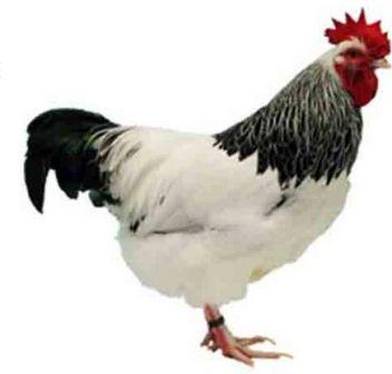 14+ Gambar Ayam Ras Petelur Afkir, Paling Dicari!