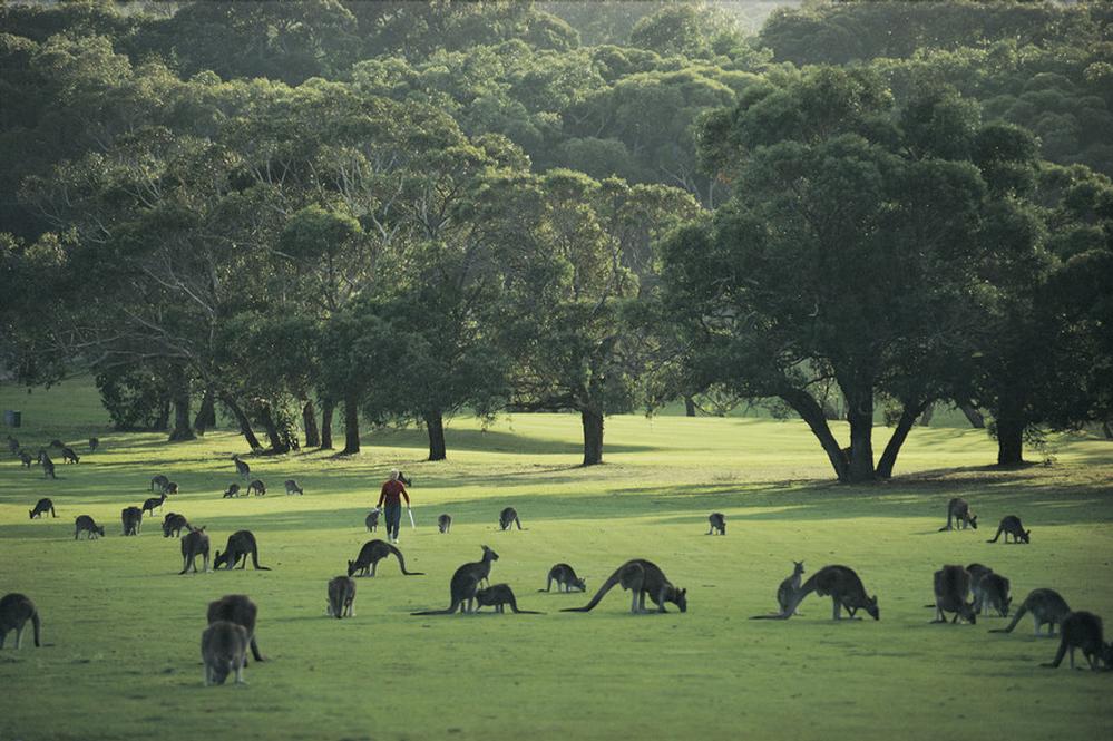 anglesea golf course