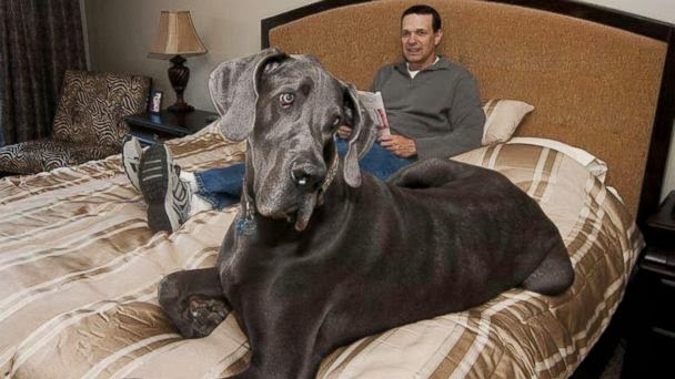Giant George Tallest Dog Ever Crossfit Discussion Board