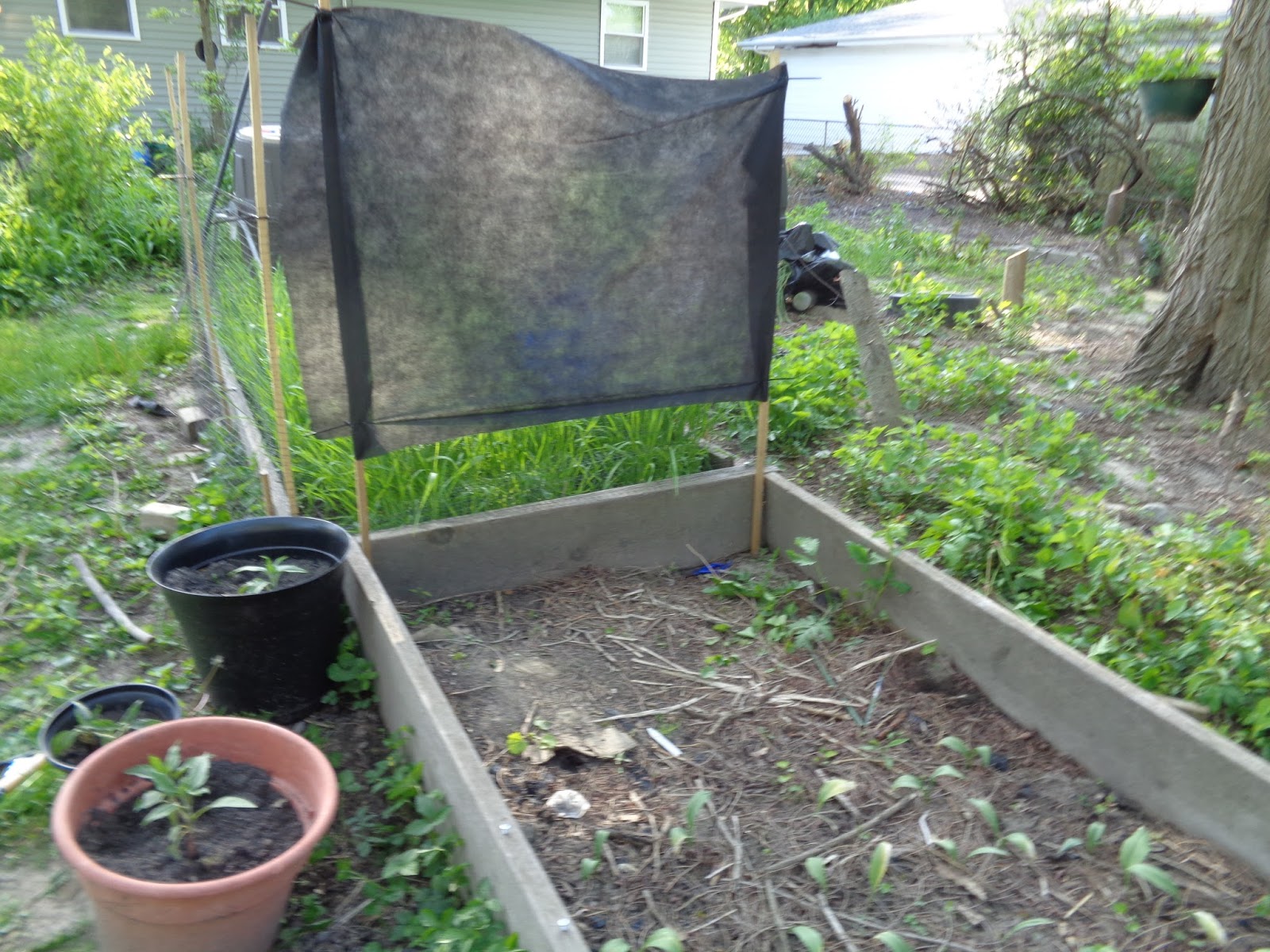 The Perennial Agriculturalist ramps