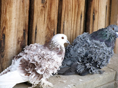 frise - dutch pigeons - Lockentaube