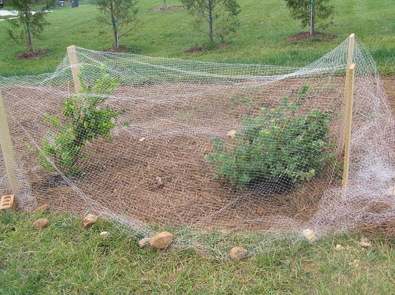 Images from our Life Our Garden, June 2012