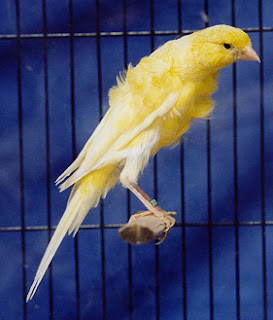 Burung Kenari - Solusi Penangkaran Burung Kenari -  Kode Ring Kenari Import Pada Negara Kroasia