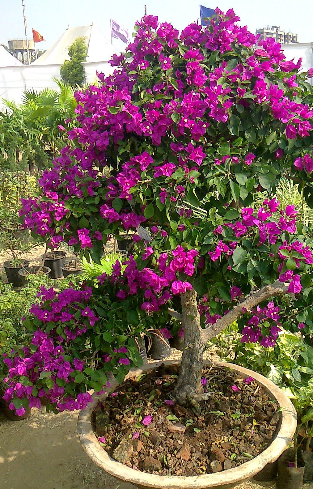 grow bougainvillea  from cuttings Green Ahmedabad 