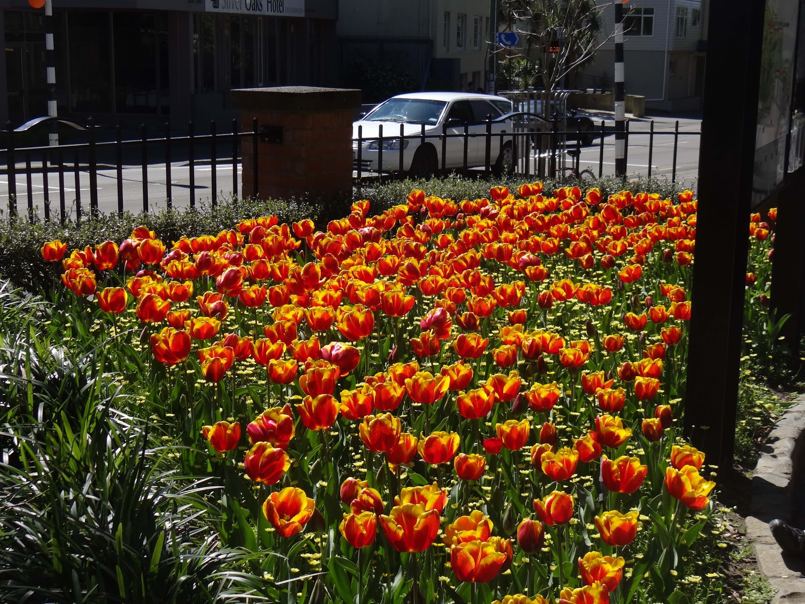 McVey Kiwi News Wellington Tulips Botanical Gardens