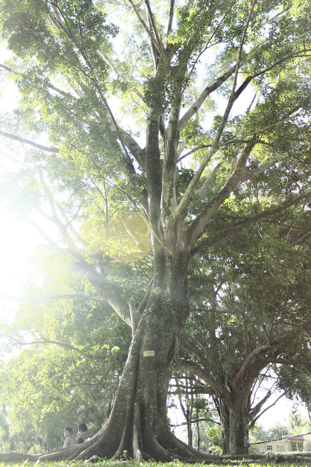 POHON HIJAU KAMPUS KU | Guardian Rune