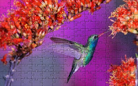 Hummingbird puzzle
