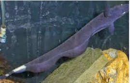 Jenis Ikan Hias Air Tawar Aquarium  Black Ghost Garis Putih Di Ekor