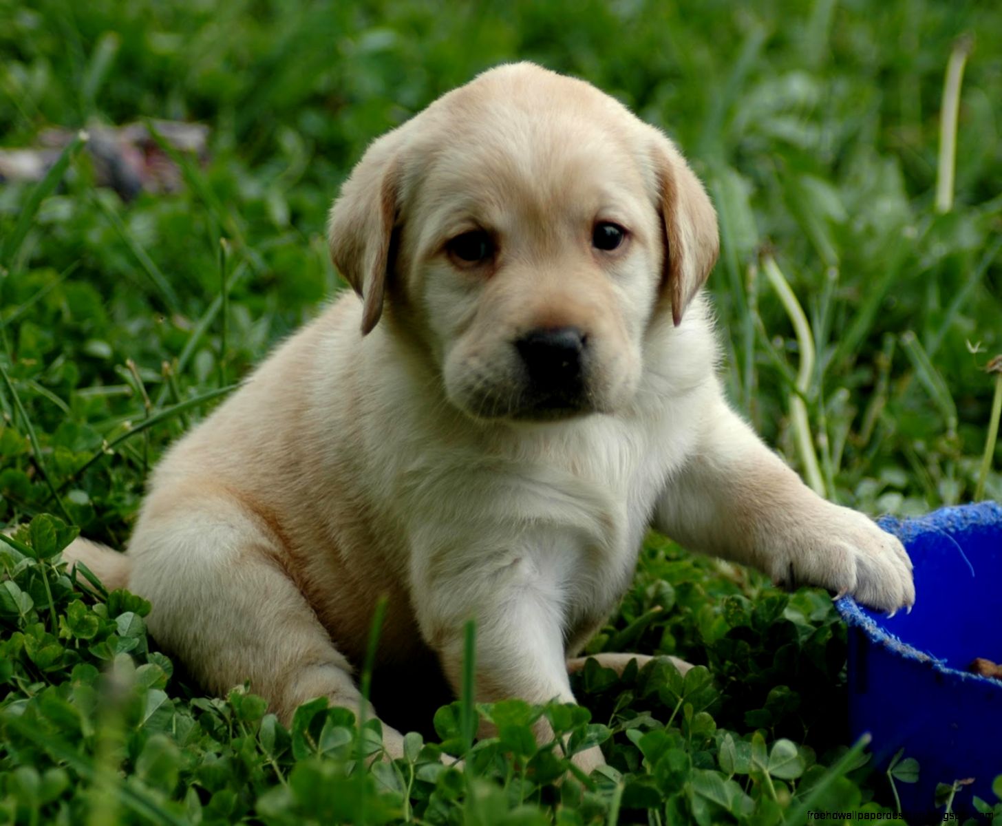 Labrador Retriever Puppy