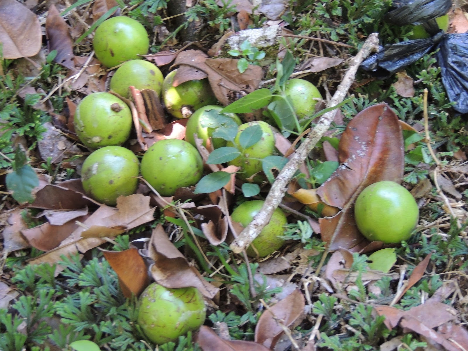 Landscape of Mauritius Tambalacoque propagation