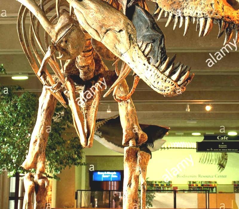 California Academy Of Sciences Dinosaur Museum San Francisco