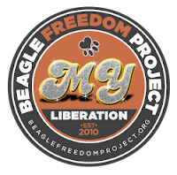 Beagle Freedom Project!