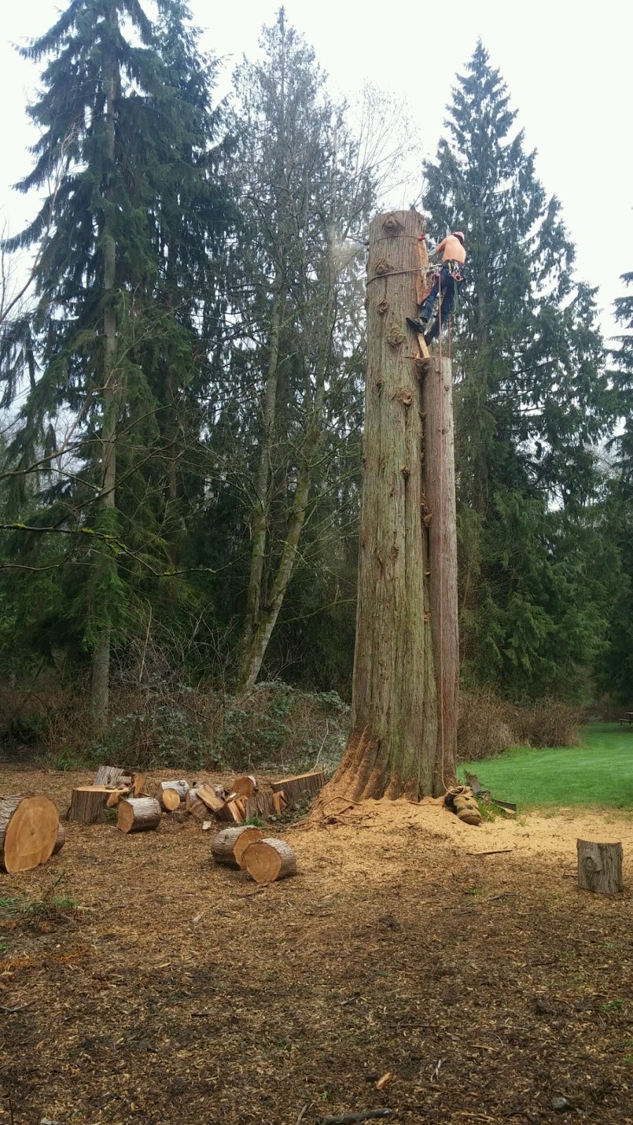 Brads Stump and Tree Service Arlington, Washington Large Tree