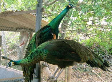 Pavão Java EXP ANIMAIS: PAVÃO VERDE